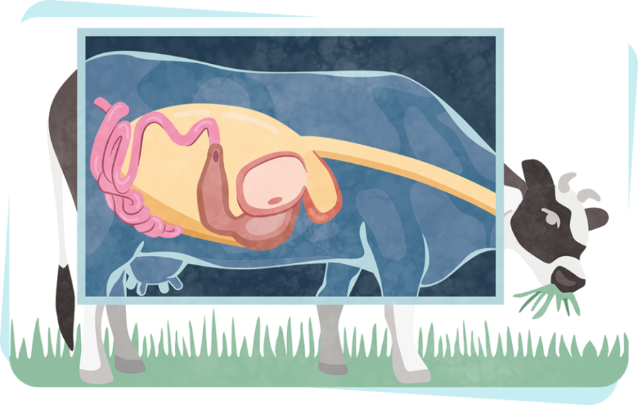 Cow Digestion and what they Eat From Start to Finish in 7 Steps Friso