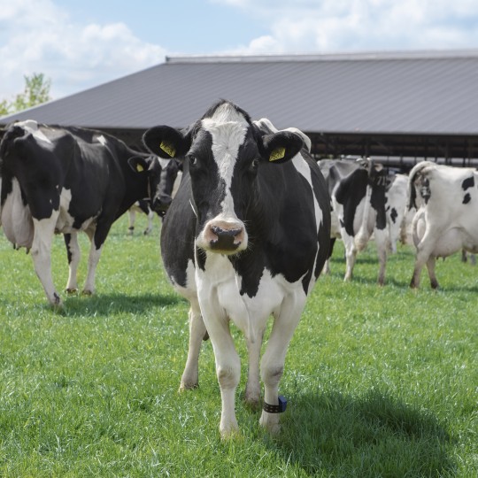 Cow Life