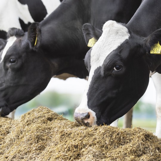 Cows are eating