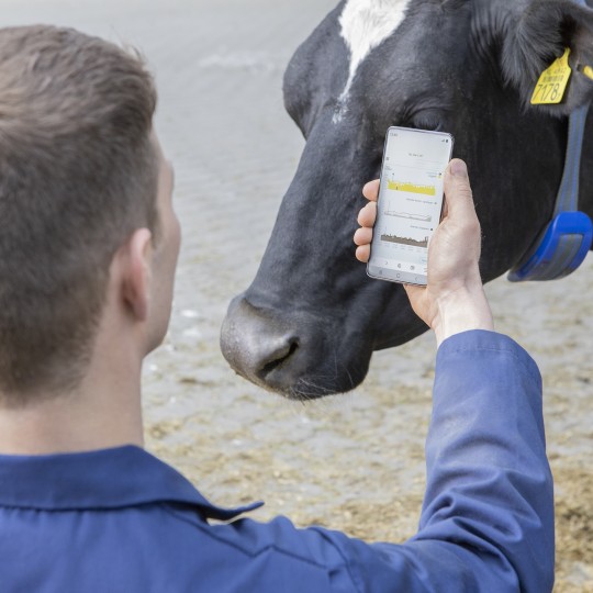Farmer checking cow's health through sensor