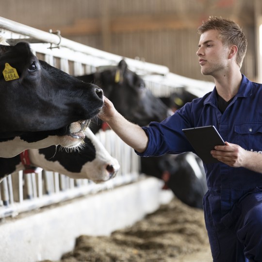 Farmer Checking cow