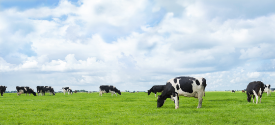 Grazing Cows