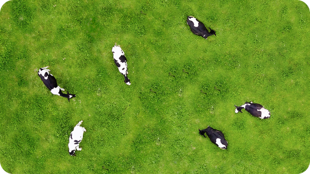 Top View Cows