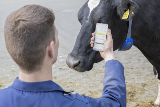 Farmer checking cow's health through sensor