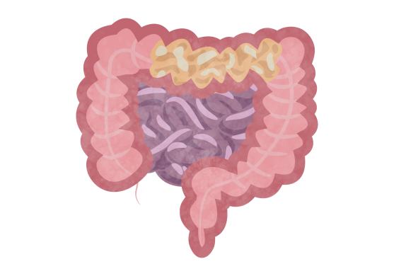 digestive tract
