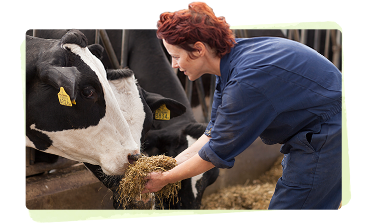 Cow milk best sale based formula brands